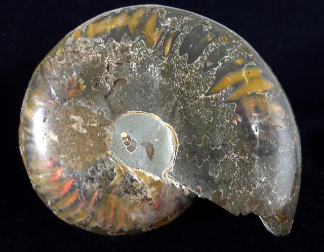 Cleoniceras (Grycia) besairiei COLLIGNON 1949 - Bild © FossNet FossilienStore